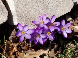 purple flower.0317